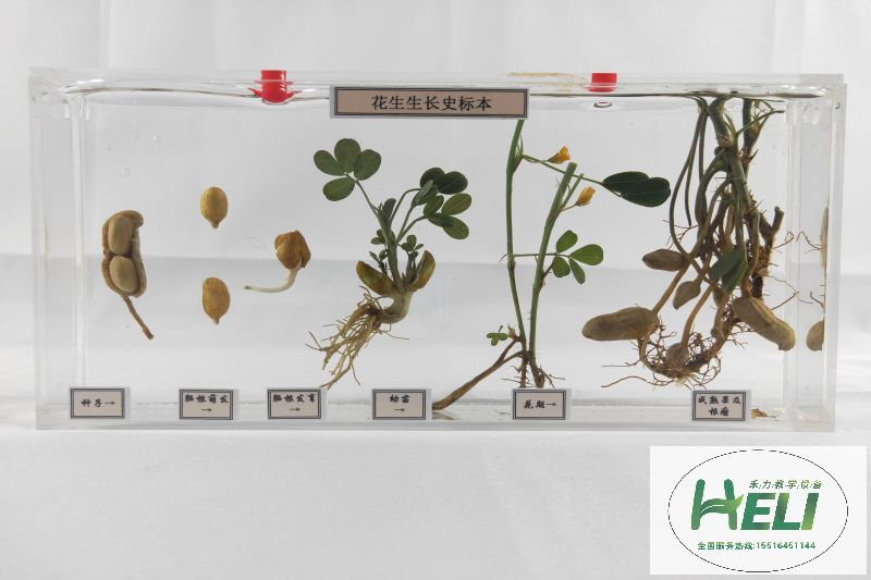 植物浸制標(biāo)本 花生成長(zhǎng)史標(biāo)本